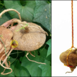 Aakasa Garudan Kilangu infographic – Tamil spiritual root benefits for evil eye removal, black magic protection, and natural snake repellent